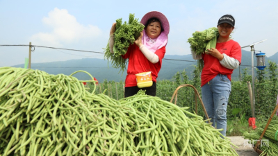 湖南江永：发展“菜园子”走出致富路-复制